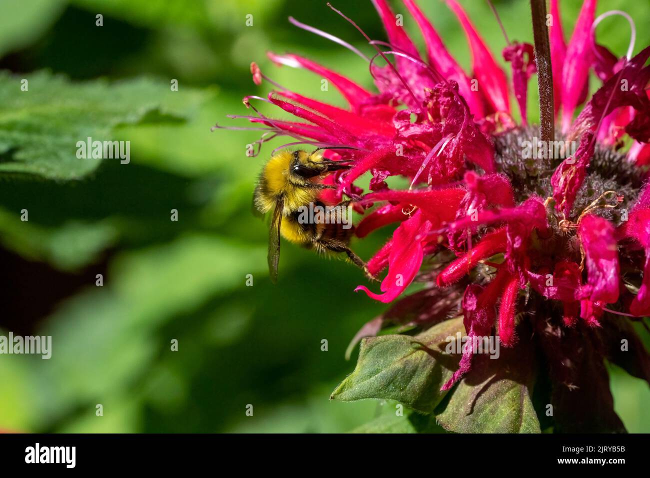 Issaquah, Washington, Stati Uniti. Bee Balm fiore con testa gialla Bumblebee. Foto Stock