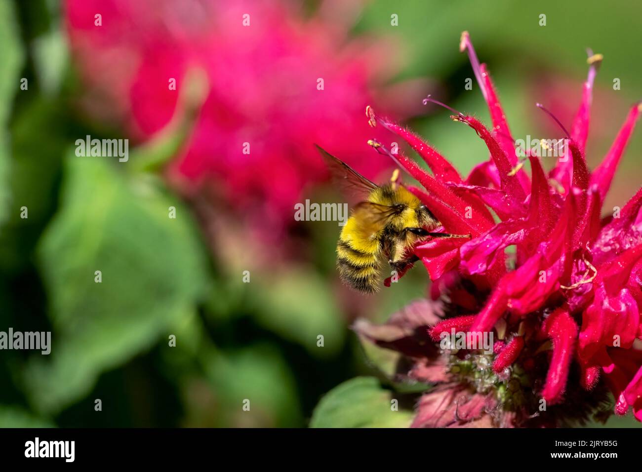 Issaquah, Washington, Stati Uniti. Bee Balm fiore con testa gialla Bumblebee. Foto Stock