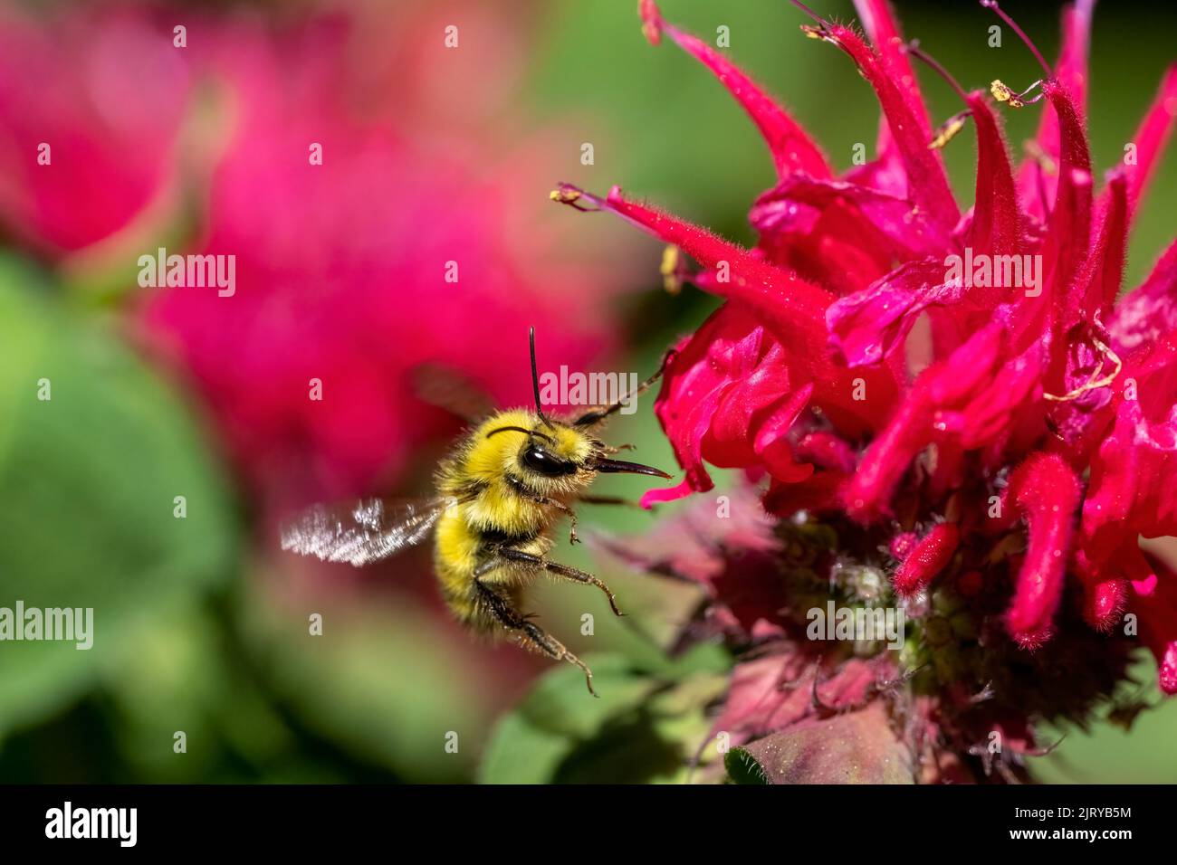 Issaquah, Washington, Stati Uniti. Bee Balm fiore con testa gialla Bumblebee. Foto Stock
