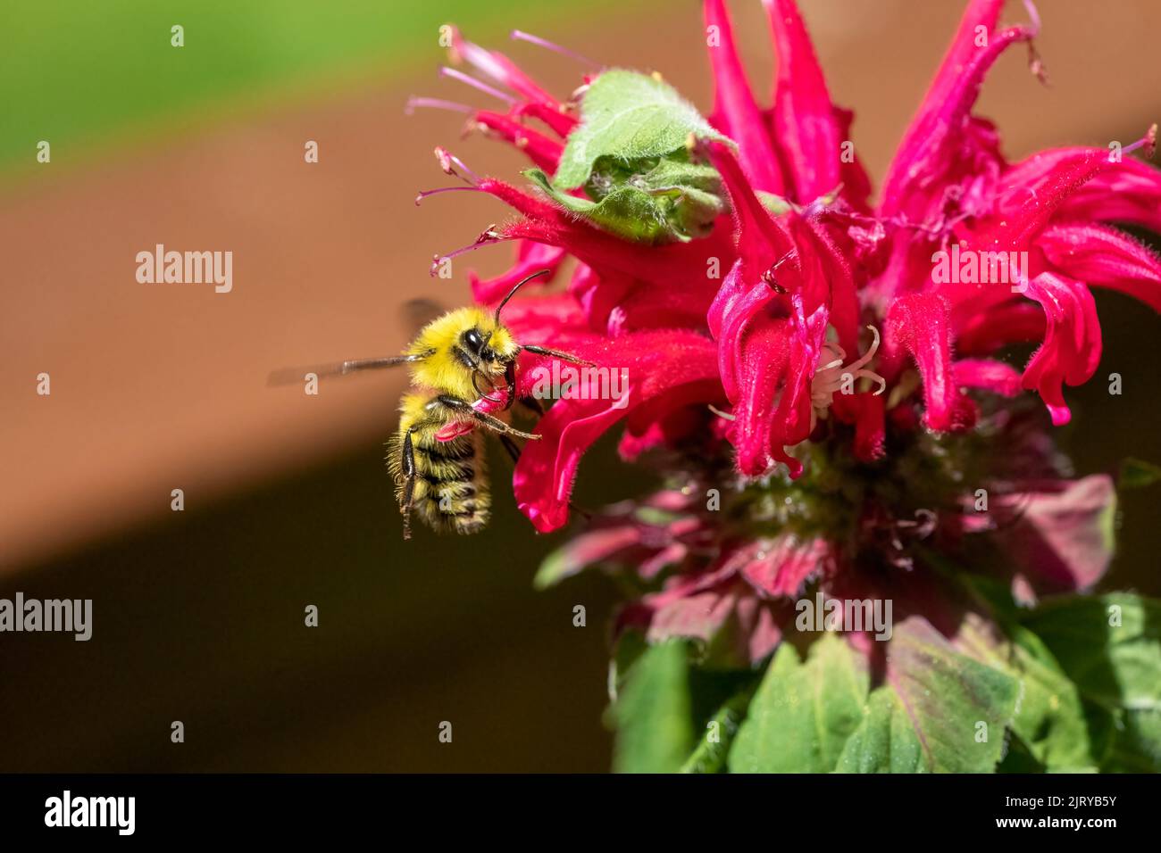 Issaquah, Washington, Stati Uniti. Bee Balm fiore con testa gialla Bumblebee. Foto Stock