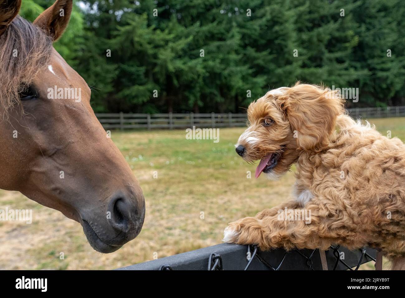 Issaquah, Washington, Stati Uniti. Cucciolo di Aussiedoodle di 3 mesi chiamato 'Bella' che viene sollevato per salutare un cavallo. (PR) Foto Stock