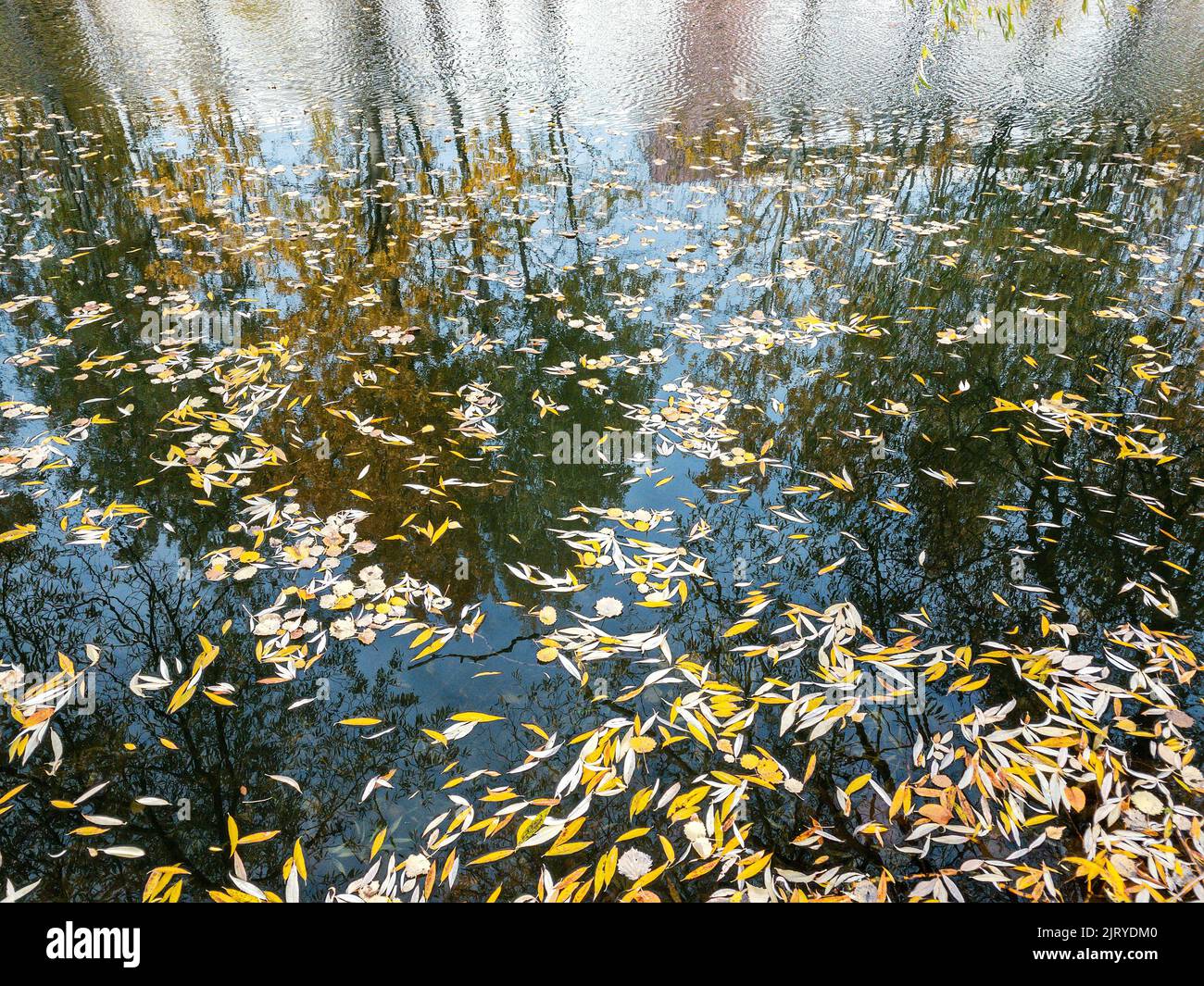 scenario autunnale con foglie gialle colorate che galleggiano su una superficie d'acqua Foto Stock