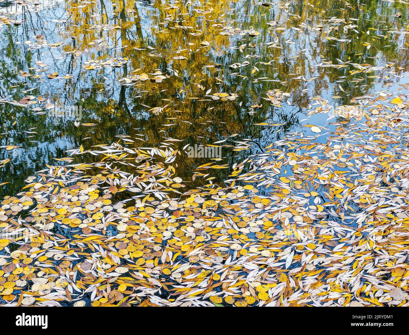 stagno autunnale con foglie gialle cadute sulla superficie dell'acqua Foto Stock
