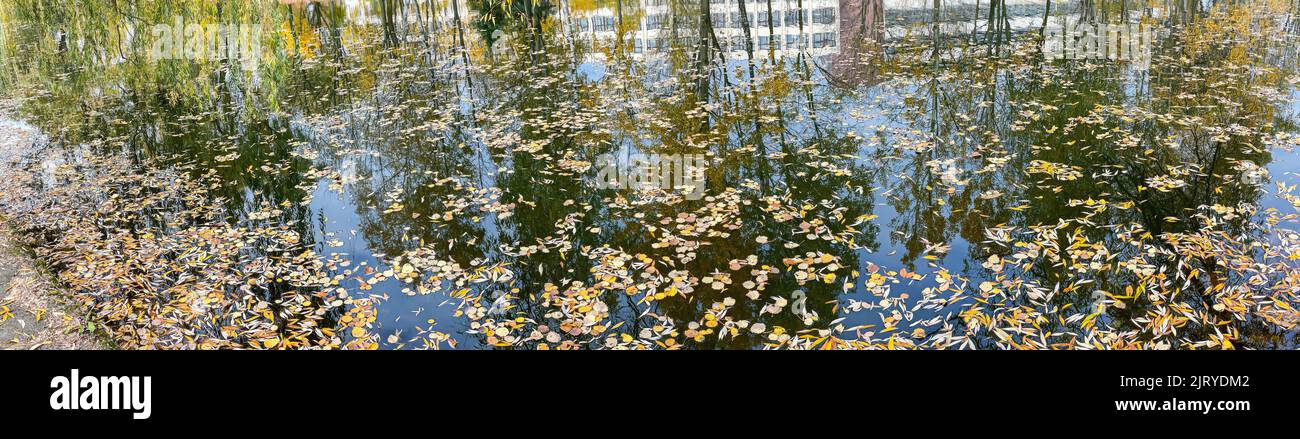 foglie colorate asciutte e cadute sulla superficie dell'acqua con riflessi degli alberi. immagine panoramica autunnale. Foto Stock