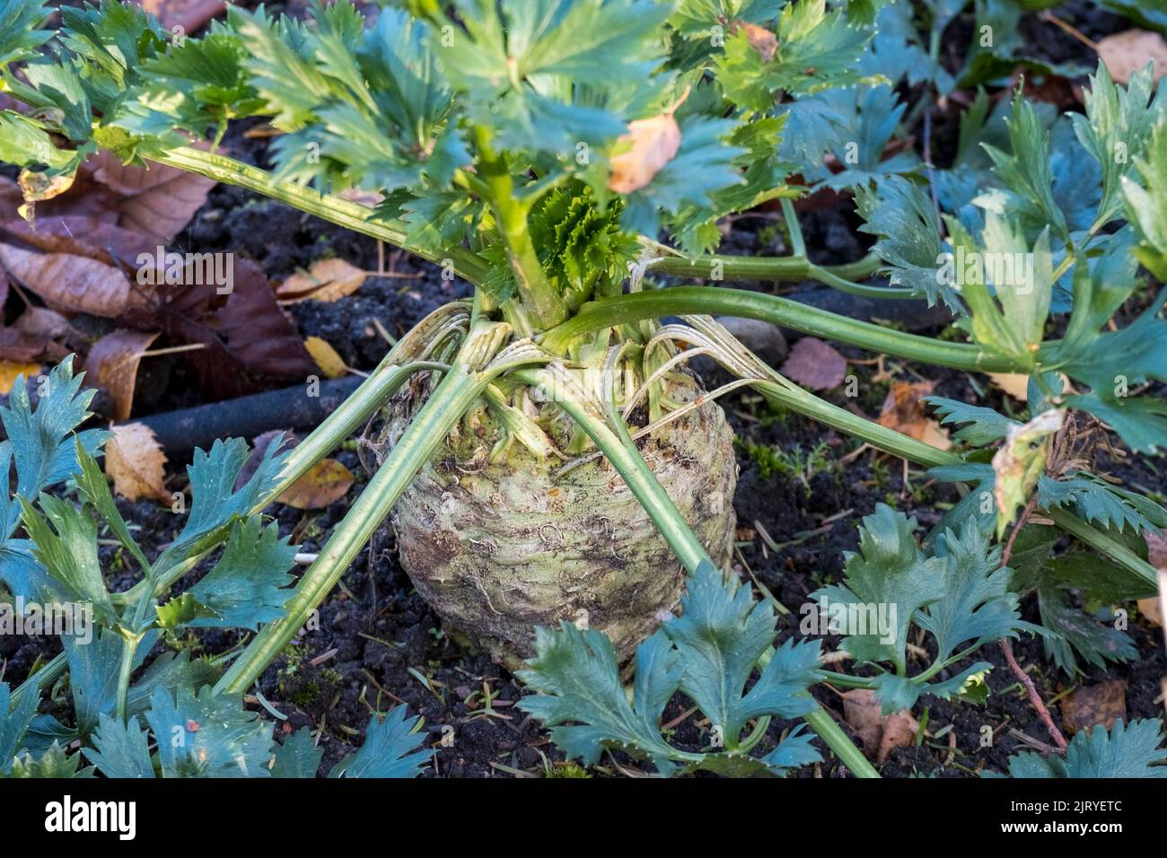 Pianta Del Sedano Nell'orto Immagine Stock - Immagine Di Chiusura