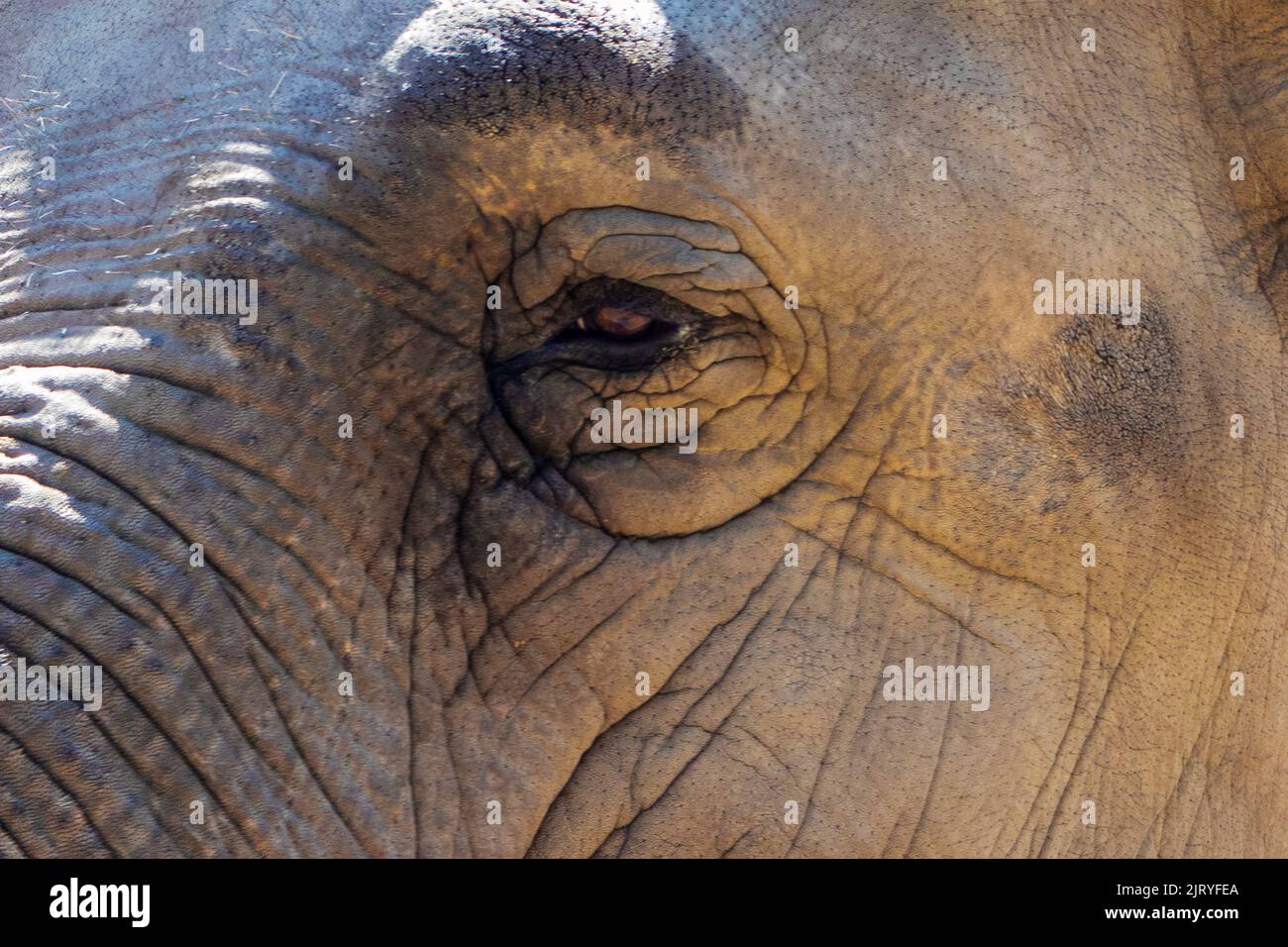 occhi dell'elefante primo piano. animali d'africa. elefante Foto Stock