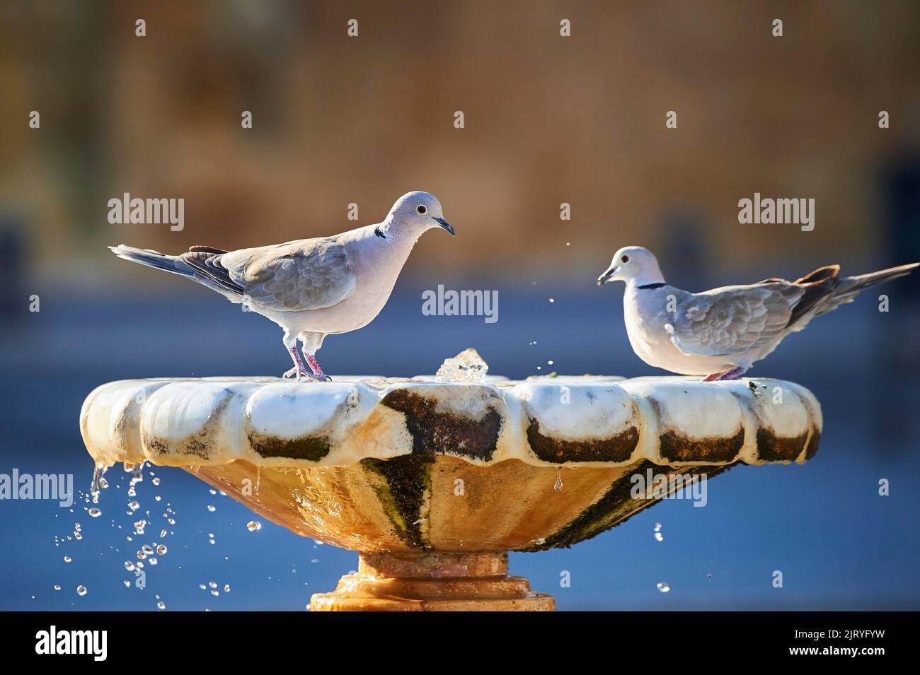 Colomba eurasiatica (Streptopelia decaocto) in un punto d'acqua a Tarragona, Catalogna, Spagna Foto Stock