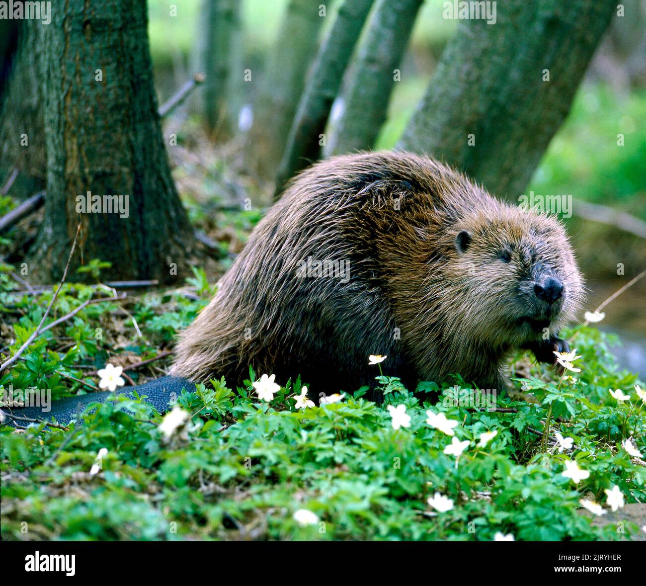 Nutria (Myocastor coypus), nutria Foto Stock