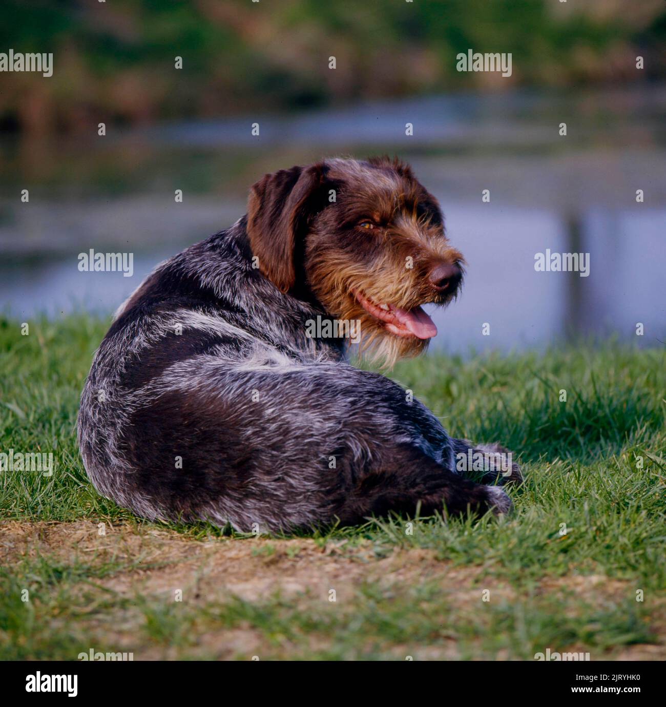 Puntando, puntando cane Caccia Griffon un Poil Dur Griffon Korthals Foto Stock Puntando, puntando cane Caccia Griffon un Poil Dur Griffon Korthals Foto Stock