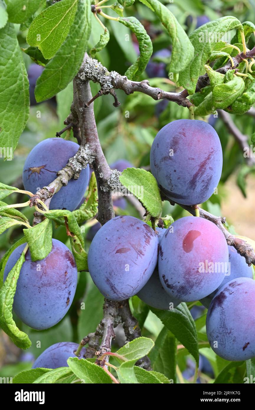 Prunus domestica subsp domestica immagini e fotografie stock ad alta  risoluzione - Alamy