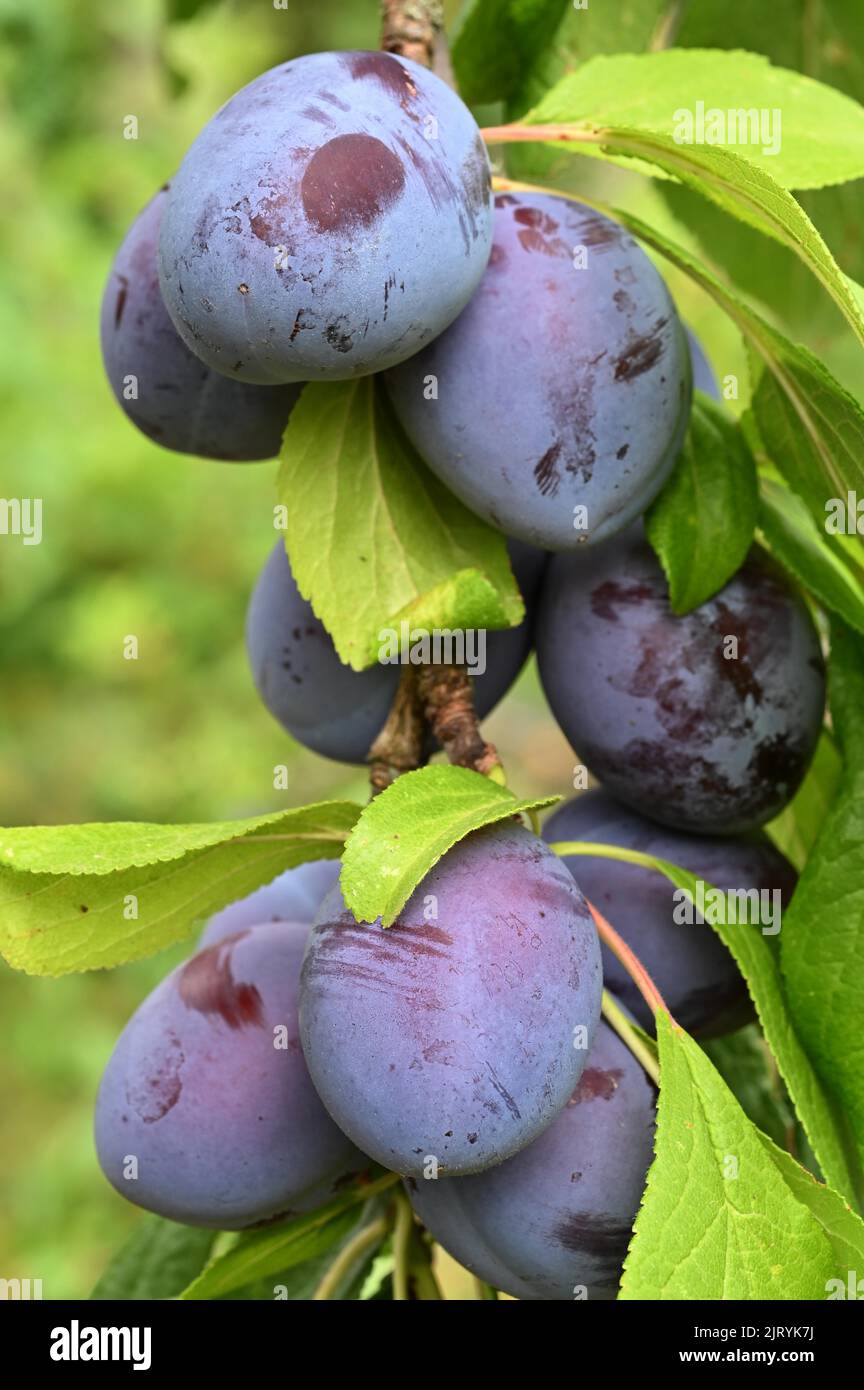 Damson (Prunus domestica subsp. Domestica), bassa Franconia, Baviera, Germania Foto Stock