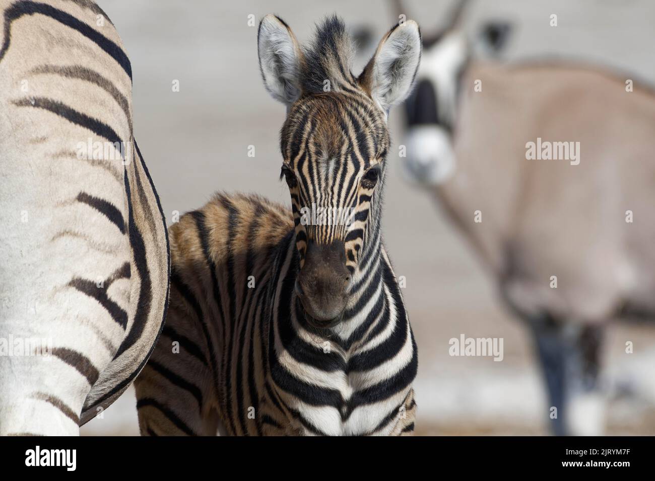 Zebre di Burchells (Equus quagga burchellii), fallo adulto e zebra, gemsbok (oryx gazzella) dietro, ritratto animale, Parco Nazionale di Etosha, Namibia, Afric Foto Stock