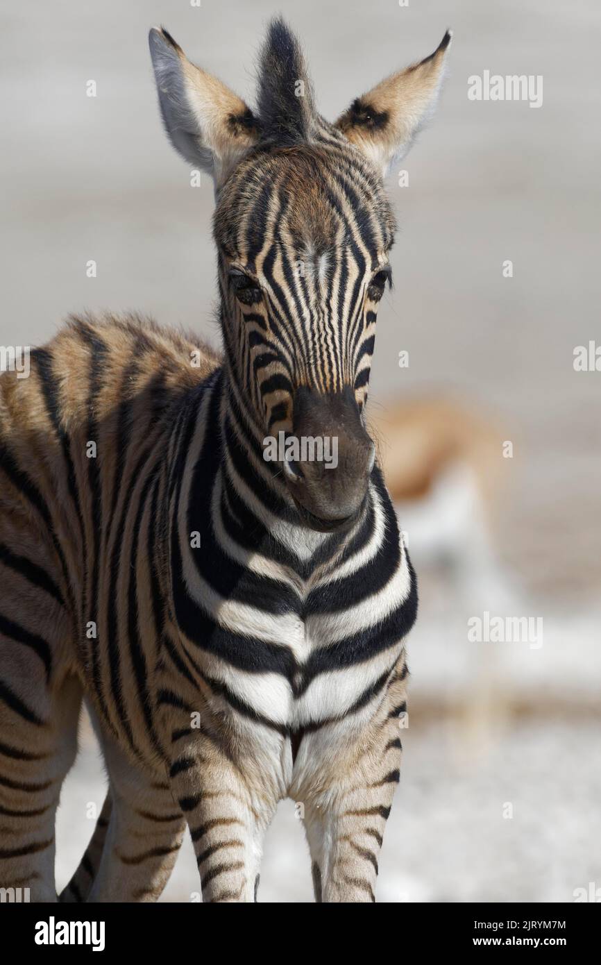 Burchells zebra (Equus quagga burchellii), zebra foal, ritratto animale, Parco Nazionale di Etosha, Namibia, Africa Foto Stock