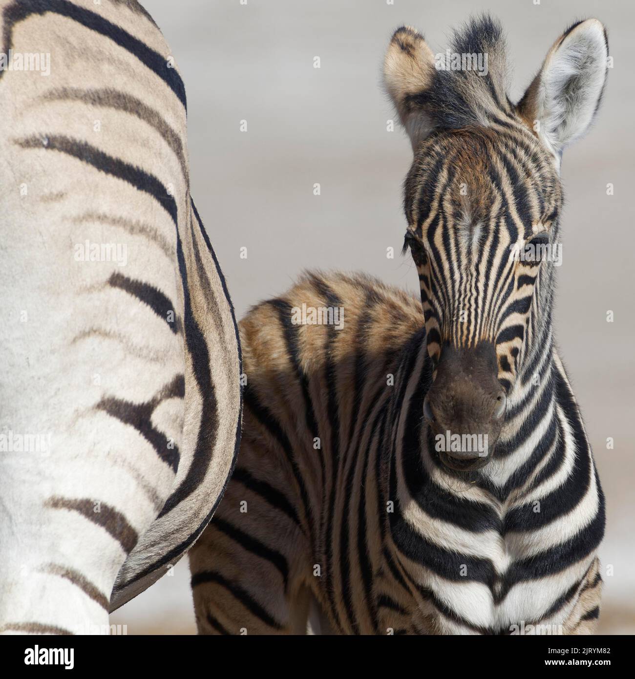 Zebre di Burchells (Equus quagga burchellii), fallo di zebra e adulto, ritratto animale, Parco Nazionale di Etosha, Namibia, Africa Foto Stock