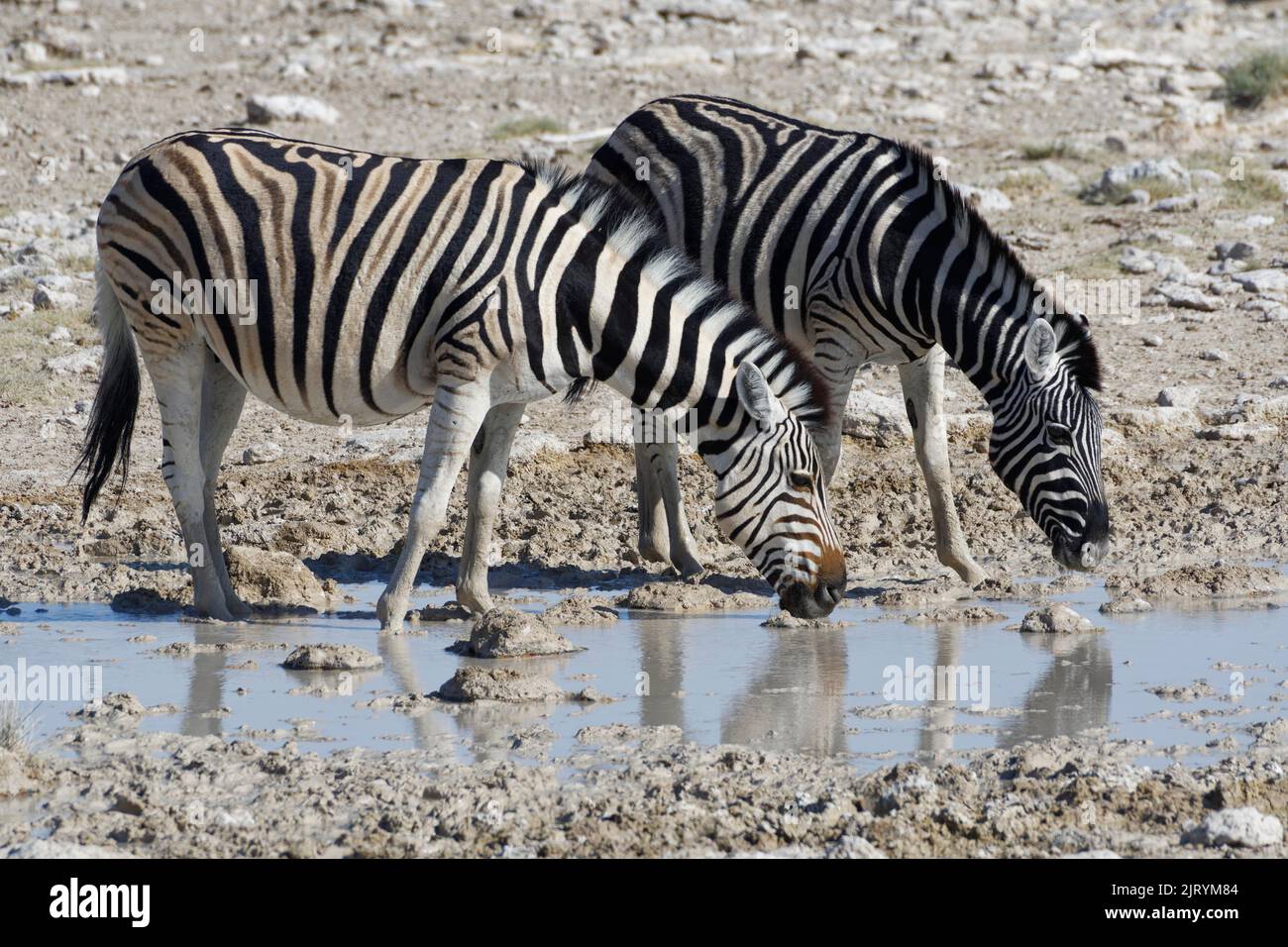 Burchells zebras (Equus quagga burchellii), due adulti che bevono presso la buca d'acqua, Etosha National Park, Namibia, Africa Foto Stock