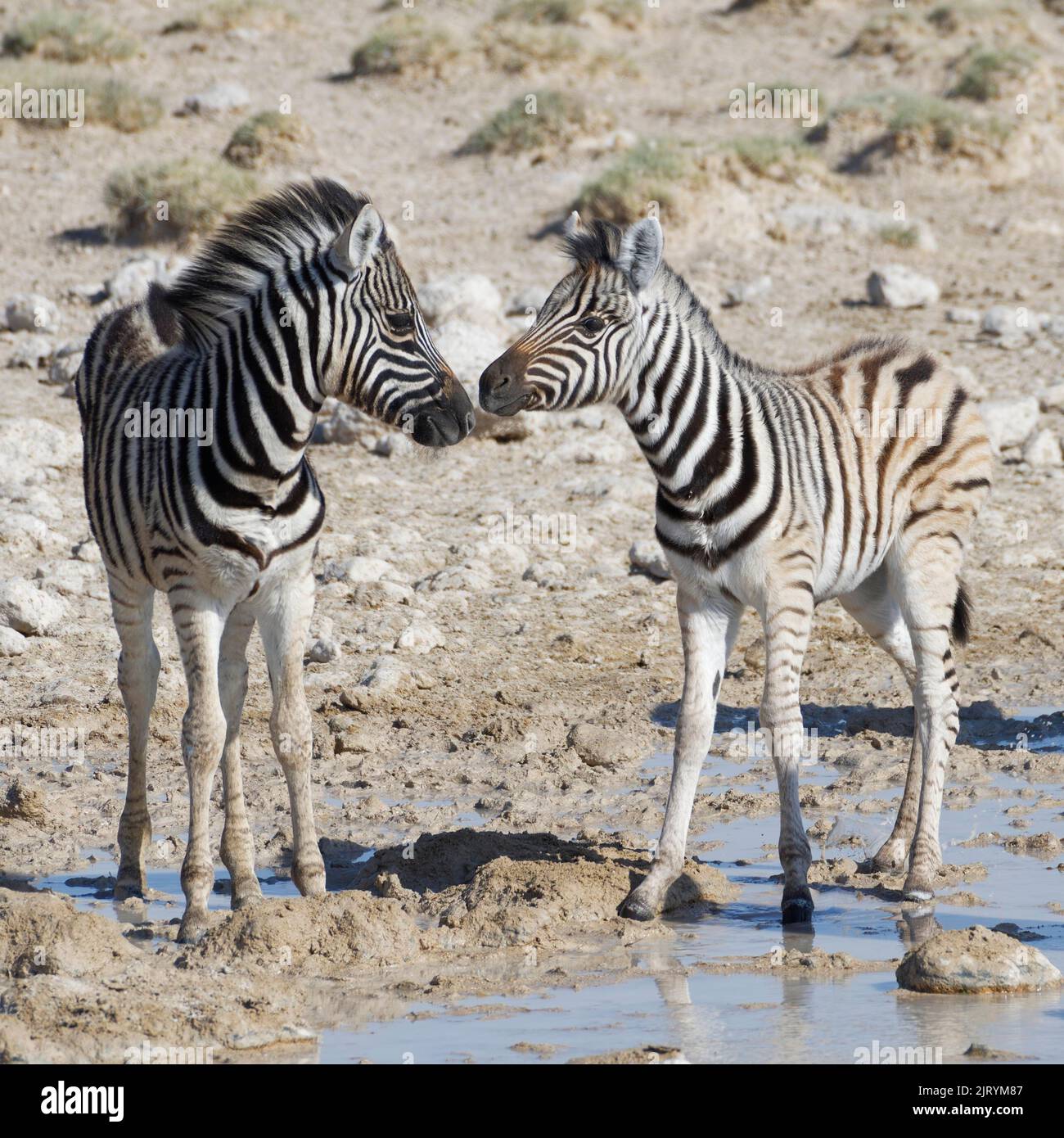 Zebre di Burchells (Equus quagga burchellii), due zebre in piedi alla buca d'acqua, naso a naso, Parco Nazionale di Etosha, Namibia, Africa Foto Stock