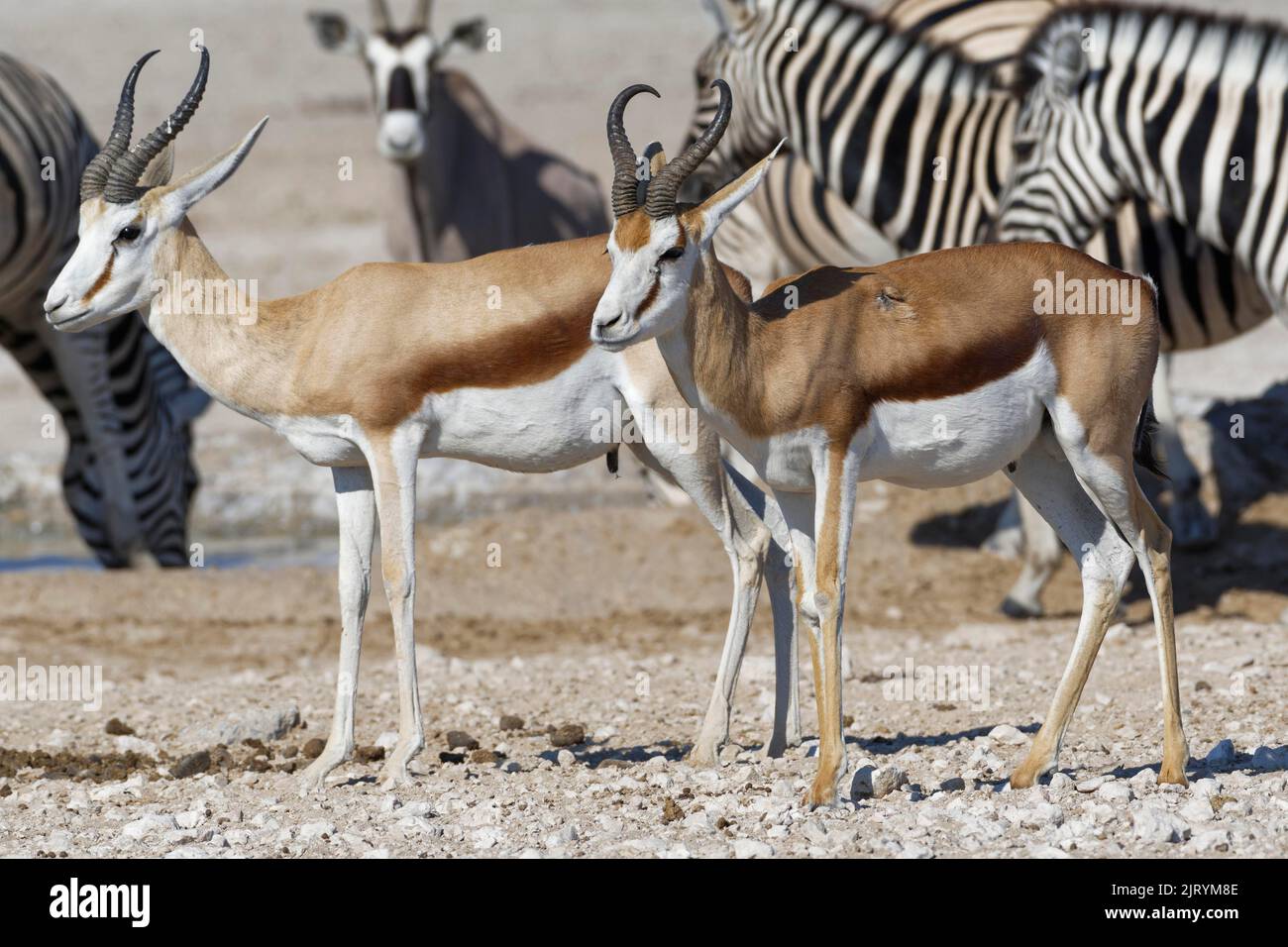 Springboks (Antidorcas marsupialis), due maschi adulti in piedi presso la buca d'acqua, mandria di Burchells zebras (Equus quagga burchellii) con gemsbok (Oryx sguardo Foto Stock