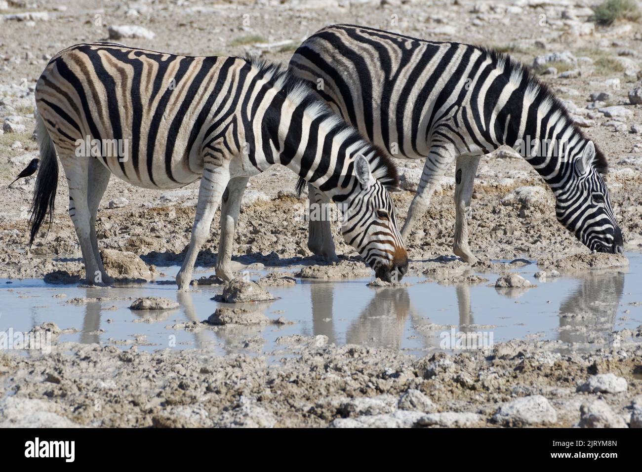 Burchells zebras (Equus quagga burchellii), due adulti che bevono presso la buca d'acqua, Etosha National Park, Namibia, Africa Foto Stock
