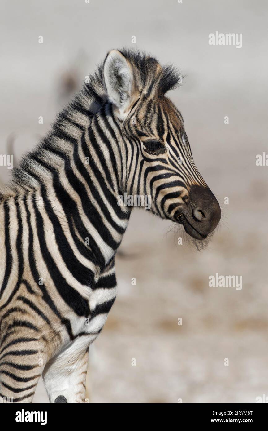 Burchells zebra (Equus quagga burchellii), zebra foal, ritratto animale, testa di profilo, Parco Nazionale Etosha, Namibia, Africa Foto Stock