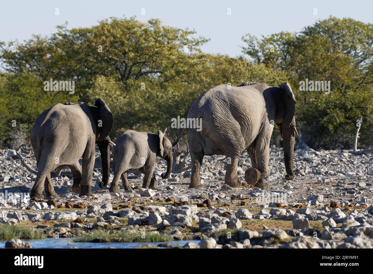 Elefanti africani del cespuglio (Loxodonta africana), madre con vitelli che lasciano il bacino, Parco Nazionale Etosha, Namibia, Africa Foto Stock