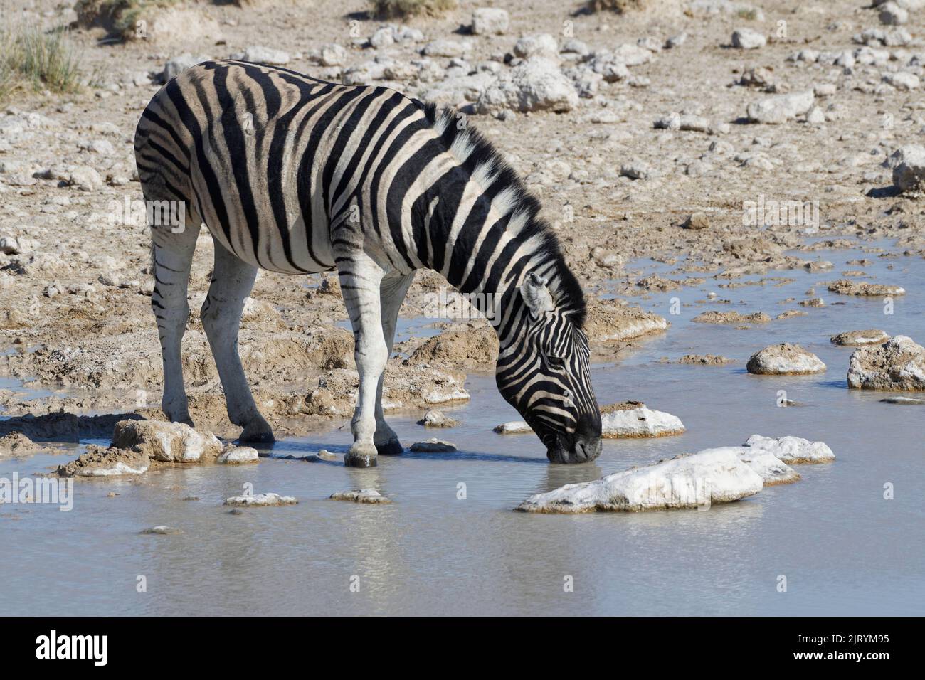 Burchells zebra (Equus quagga burchellii), adulto bevendo al waterhole, Parco Nazionale Etosha, Namibia, Africa Foto Stock