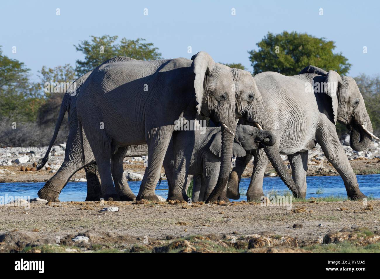 Elefanti africani di cespuglio (Loxodonta africana), mandria con giovani bevitori in una buca d'acqua, Parco Nazionale di Etosha, Namibia, Africa Foto Stock