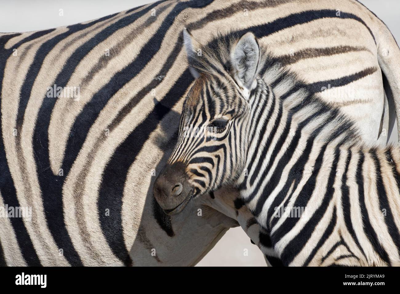 Zebre di Burchells (Equus quagga burchellii), fallo di zebra e adulto, ritratto di animali, testa di profilo, Parco Nazionale di Etosha, Namibia, Africa Foto Stock