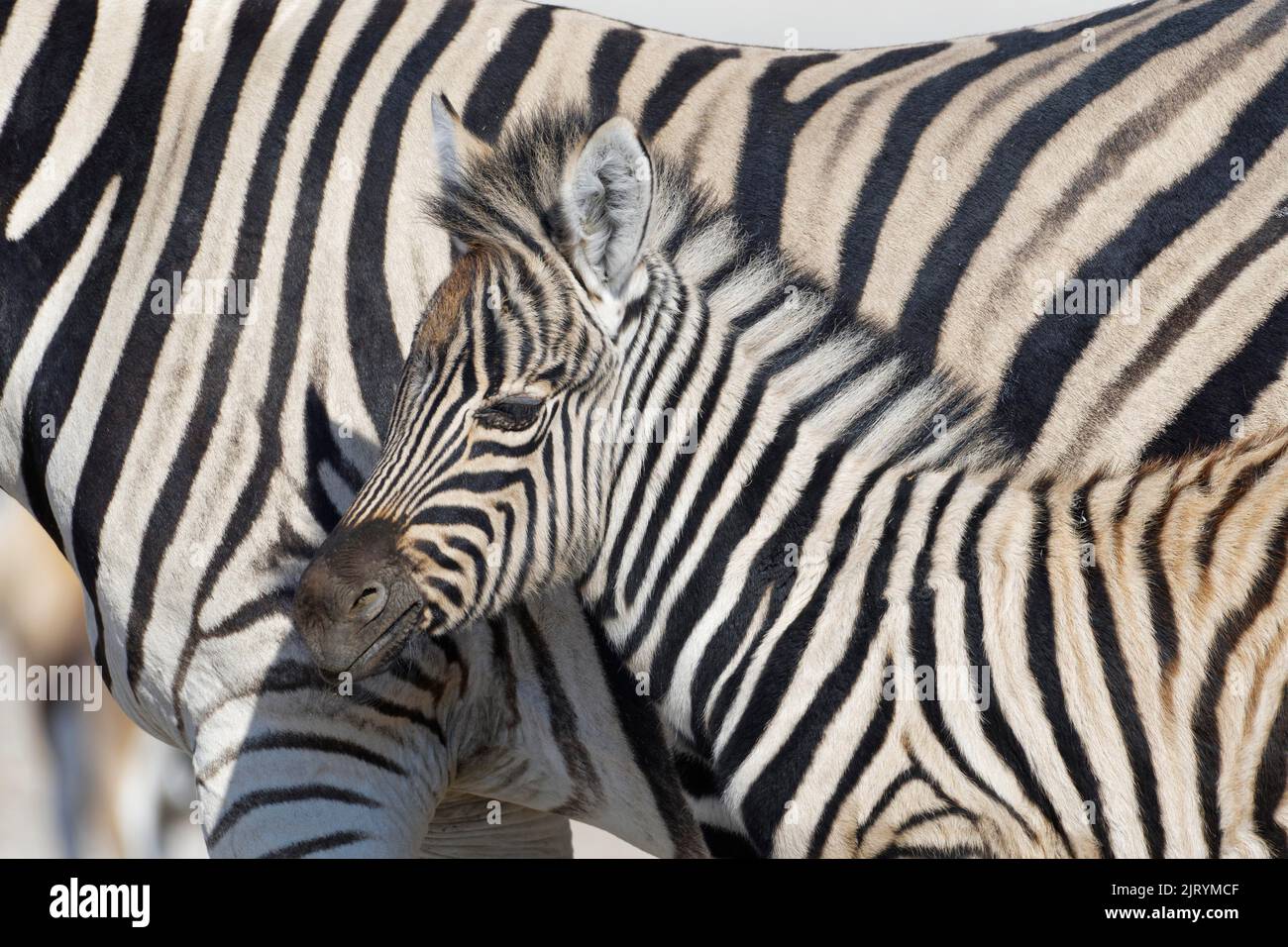 Zebre di Burchells (Equus quagga burchellii), fallo di zebra e adulto, ritratto di animali, testa di profilo, Parco Nazionale di Etosha, Namibia, Africa Foto Stock