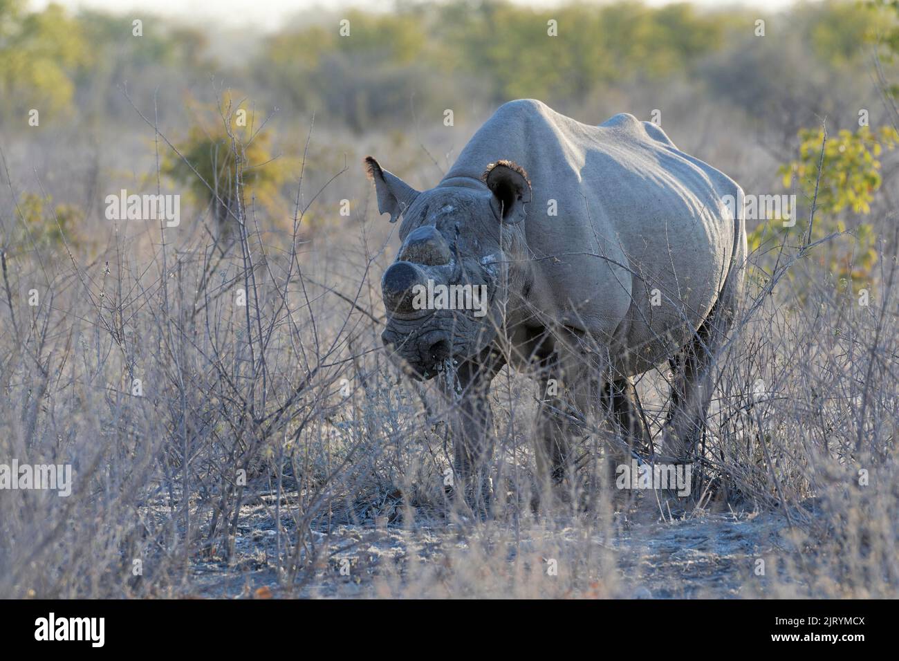 Rinoceronte nero (Diceros bicornis) con corna segate, misura anti-bracconaggio, alimentazione per adulti su un arbusto, Parco Nazionale Etosha, Namibia, Africa Foto Stock