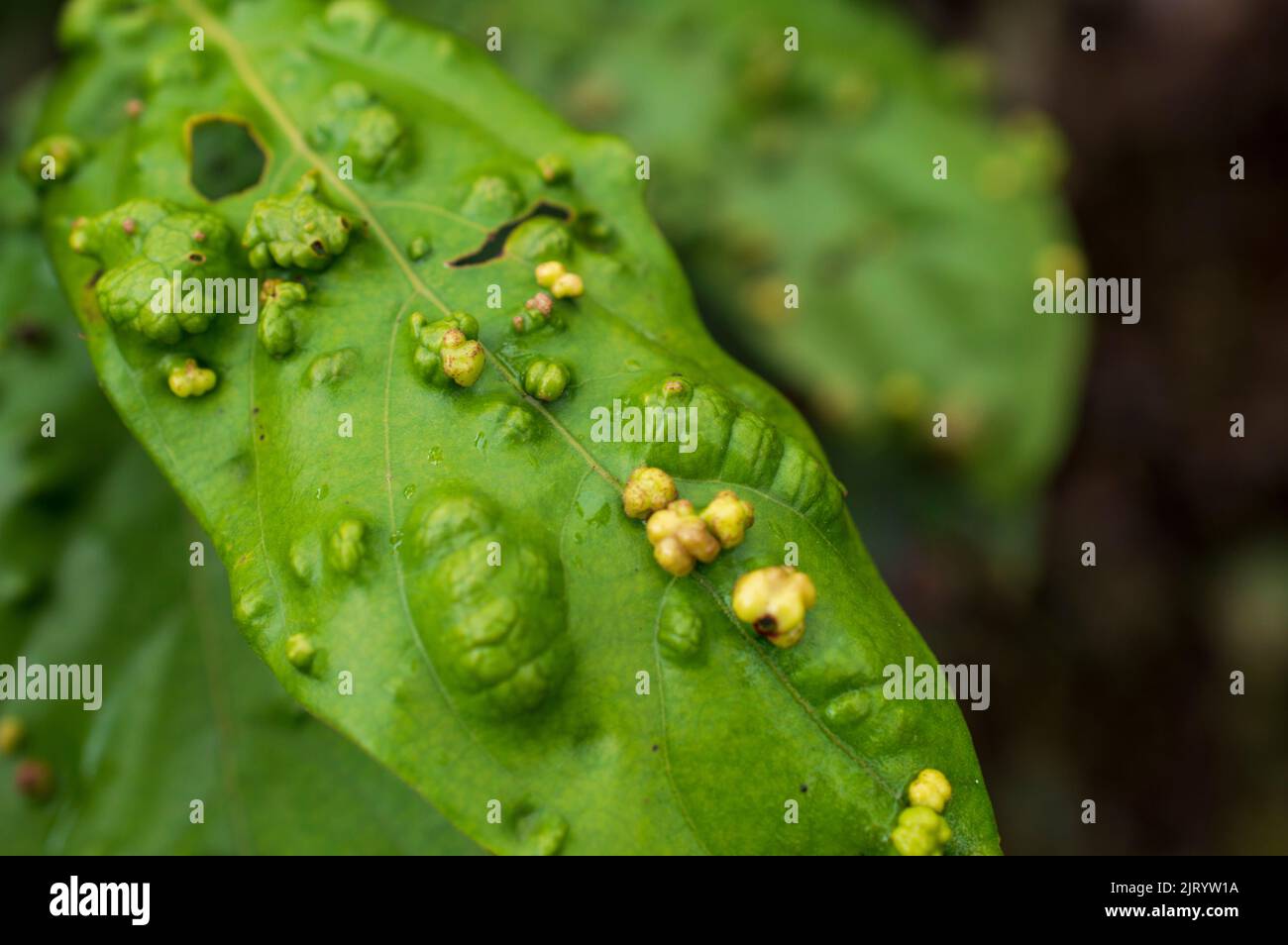 Le malattie infettive delle piante sono causate da agenti viventi o patogeni. Qui sono alcune foglie verdi infette in fuoco. Foto Stock