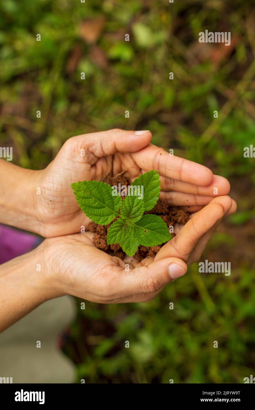 Una piantina è una pianta giovane che si sviluppa da un embrione di pianta da un seme. Lo sviluppo della piantina inizia con la germinazione del seme. Foto Stock