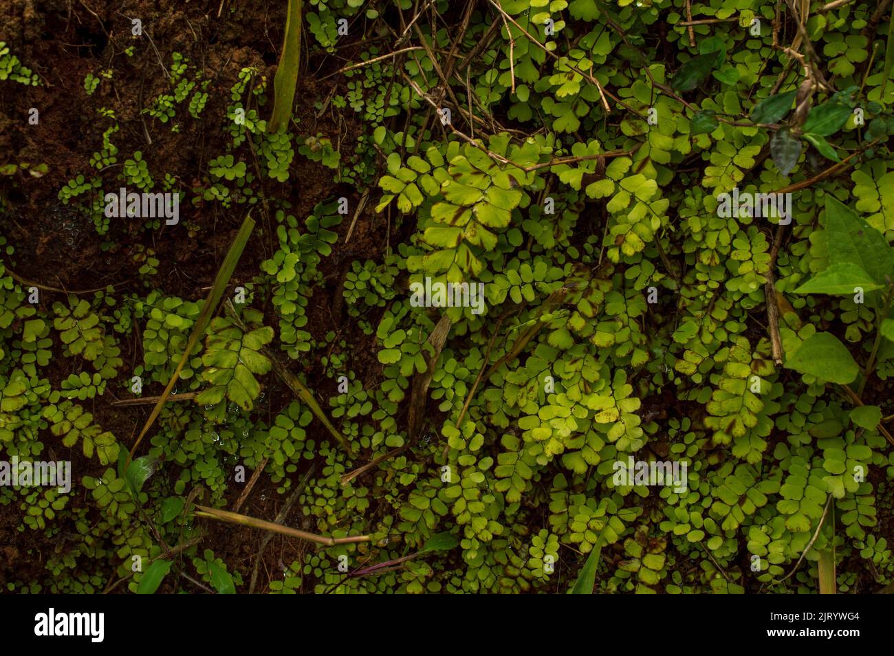 La felce da maidenhair è usata come un favorito nelle bevande alcoliche ed è usata a volte come medicina. Contiene sostanze chimiche che potrebbero contribuire a ridurre il gonfiore. Foto Stock