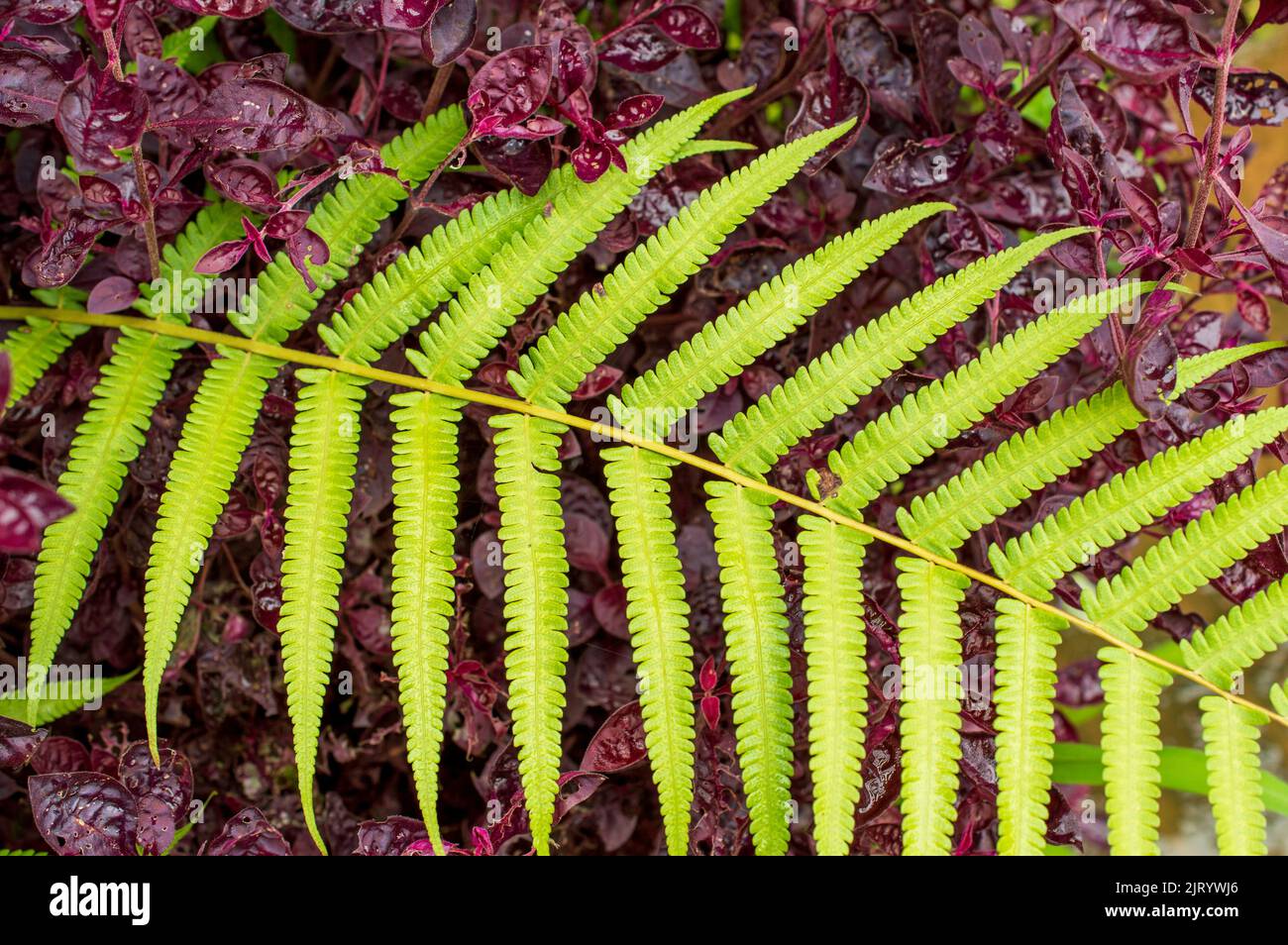 Una felce è un membro di un gruppo di piante vascolari che si riproducono attraverso spore e non hanno né semi né fiori. Qui è una felce che giace sulle foglie selvatiche Foto Stock