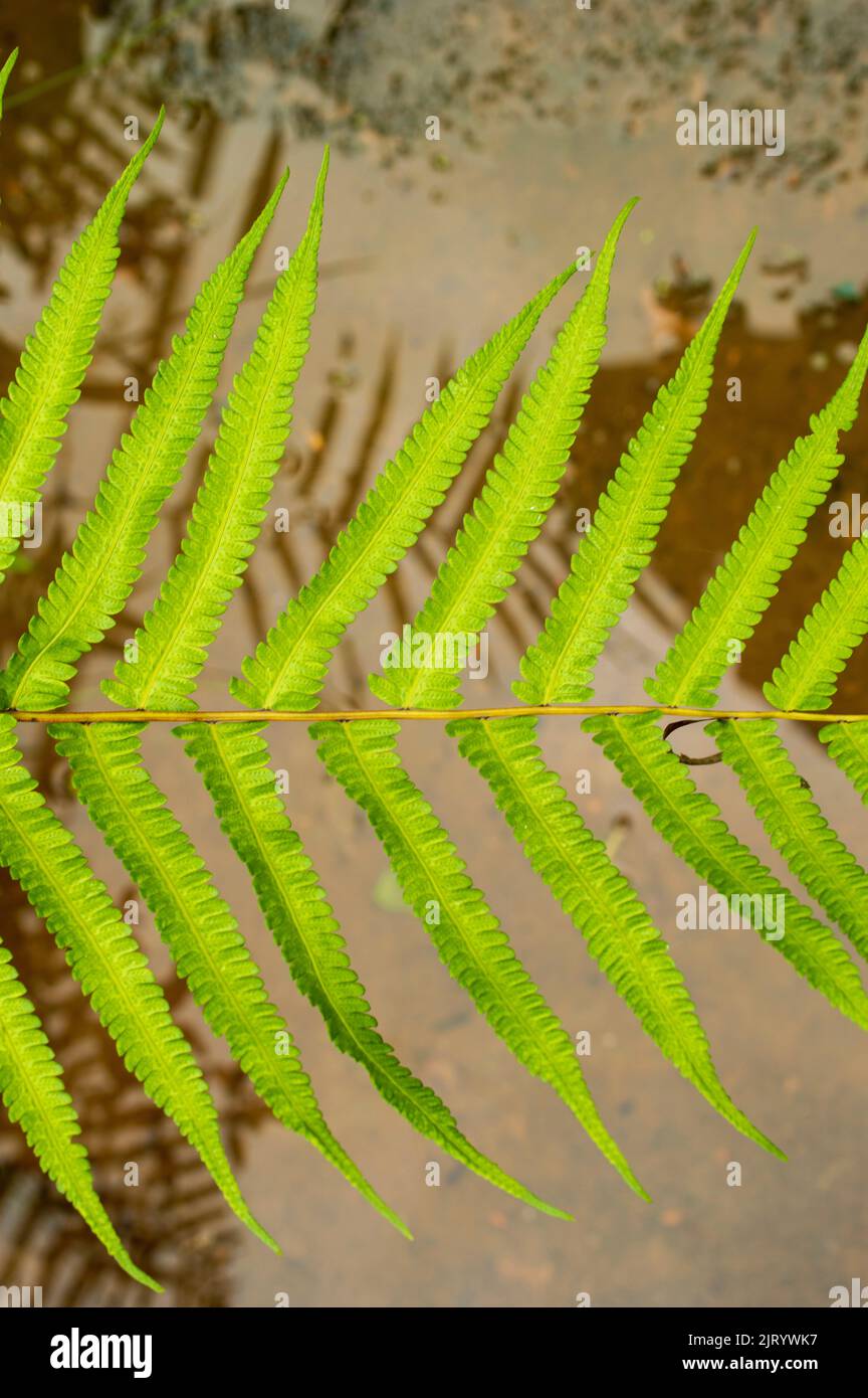 Una felce è un membro di un gruppo di piante vascolari che si riproducono attraverso spore e non hanno né semi né fiori. Qui è una felce che giace contro offuscata Foto Stock