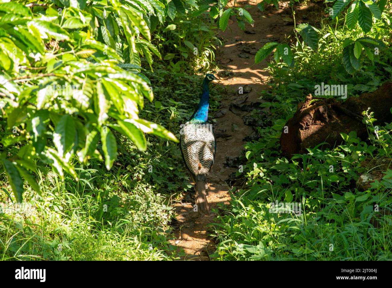 Peahen è una padella femminile dai colori più vivaci e dalla coda più corta rispetto al maschio. Qui è un peahen che cammina attraverso il terreno agricolo. Foto Stock