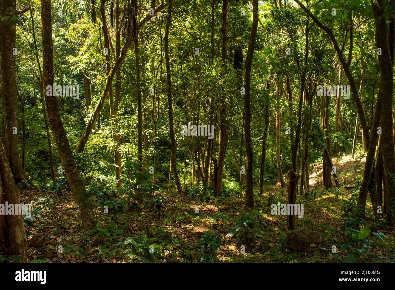 Una foresta è un complesso sistema ecologico in cui gli alberi sono la forma di vita dominante. Qui ci sono alcuni grandi alberi alti nella foresta che formano uno sfondo Foto Stock