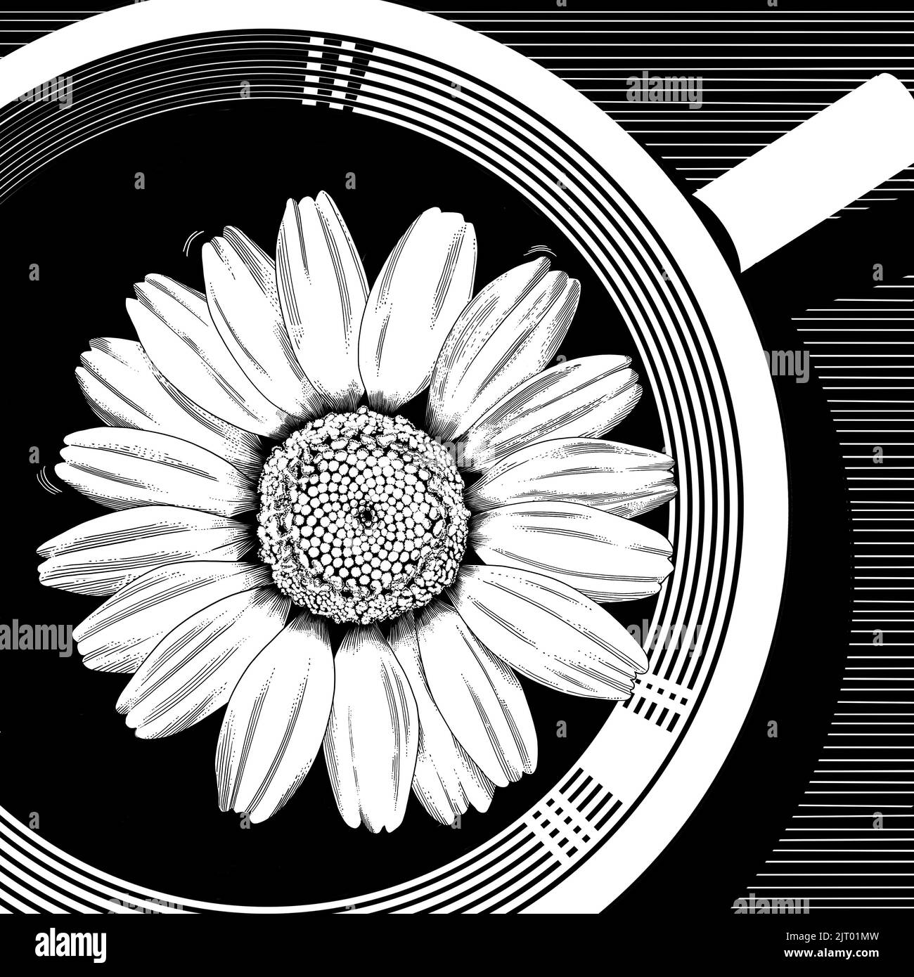 Tè alla camomilla. Fiore in una tazza primo piano vista dall'alto. Illustrazione grafica in bianco e nero in stile incisione Foto Stock