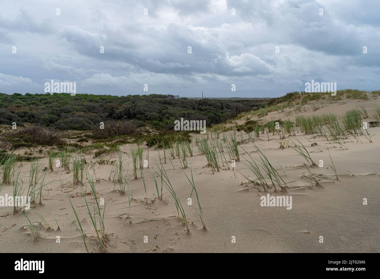 Erba che cresce sulla duna in riva al mare, Charente, Francia Foto Stock