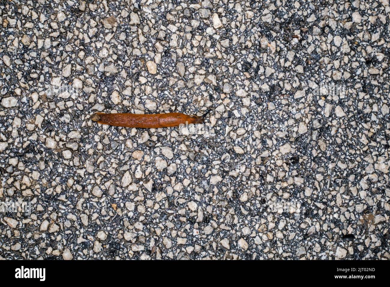 Lo Slug spagnolo (Arion lusitanicus - Arion vulgaris) o lo slug portoghese come specie invasive e peste da giardino Foto Stock