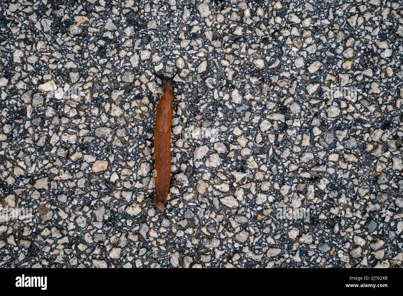 Lo Slug spagnolo (Arion lusitanicus - Arion vulgaris) o lo slug portoghese come specie invasive e peste da giardino Foto Stock