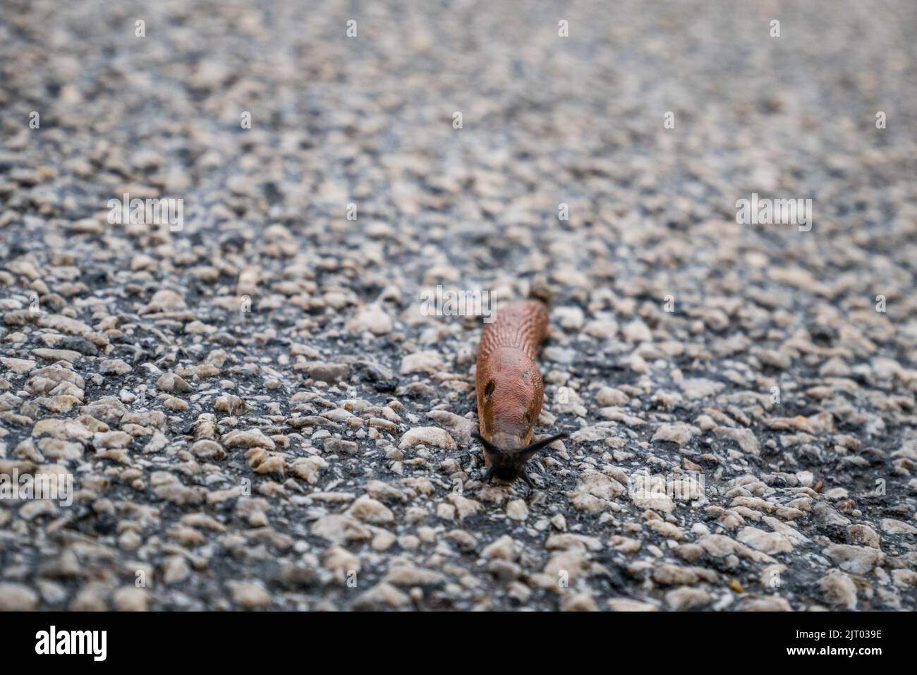 Lo Slug spagnolo (Arion lusitanicus - Arion vulgaris) o lo slug portoghese come specie invasive e peste da giardino Foto Stock