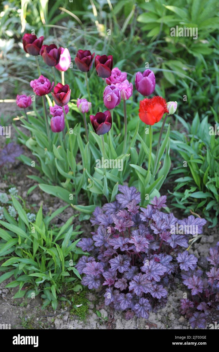 Un bordo di fiore in un giardino con un Heuchera porpora-leaved e tulipani rossi e porpora (Tulipa) nel mese di maggio Foto Stock