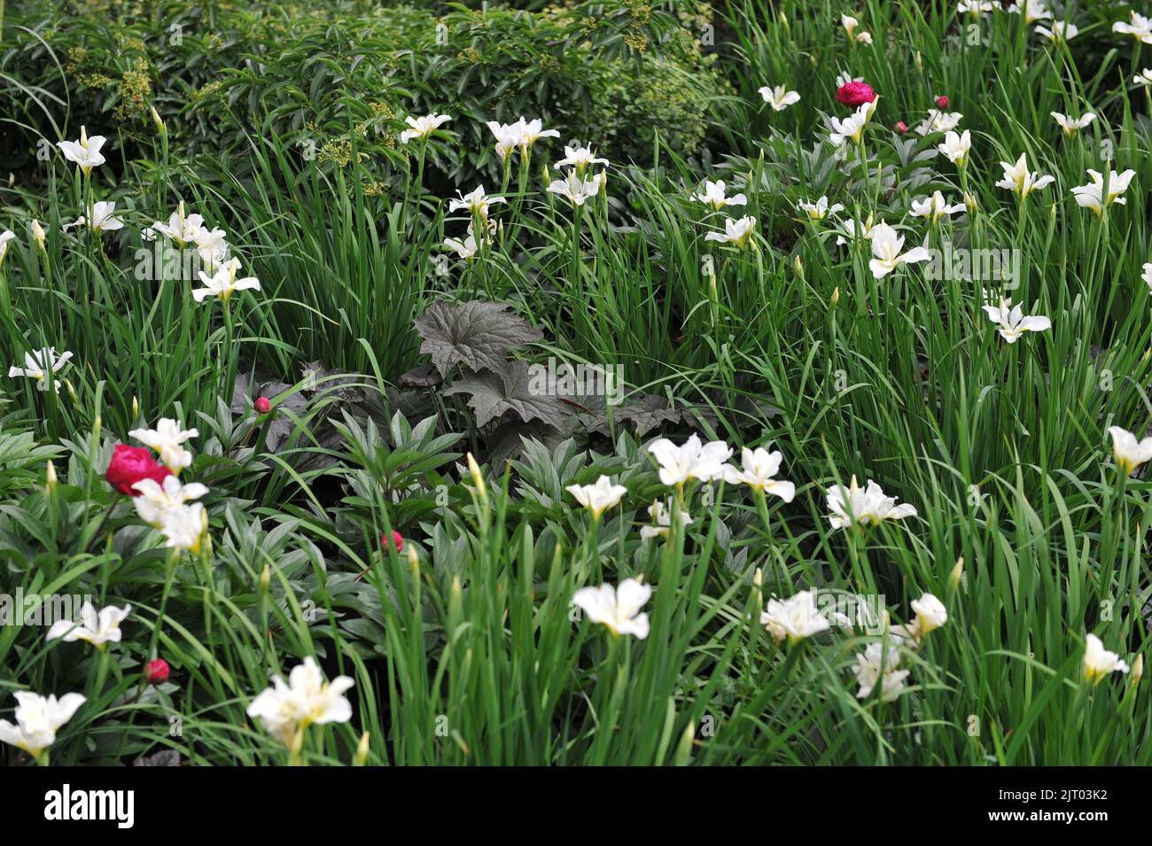 Un bordo di fiori in un giardino con una Heuchera porpora-foglia e bandiere siberiane (Iris sibirica) Swirl bianco nel mese di maggio Foto Stock