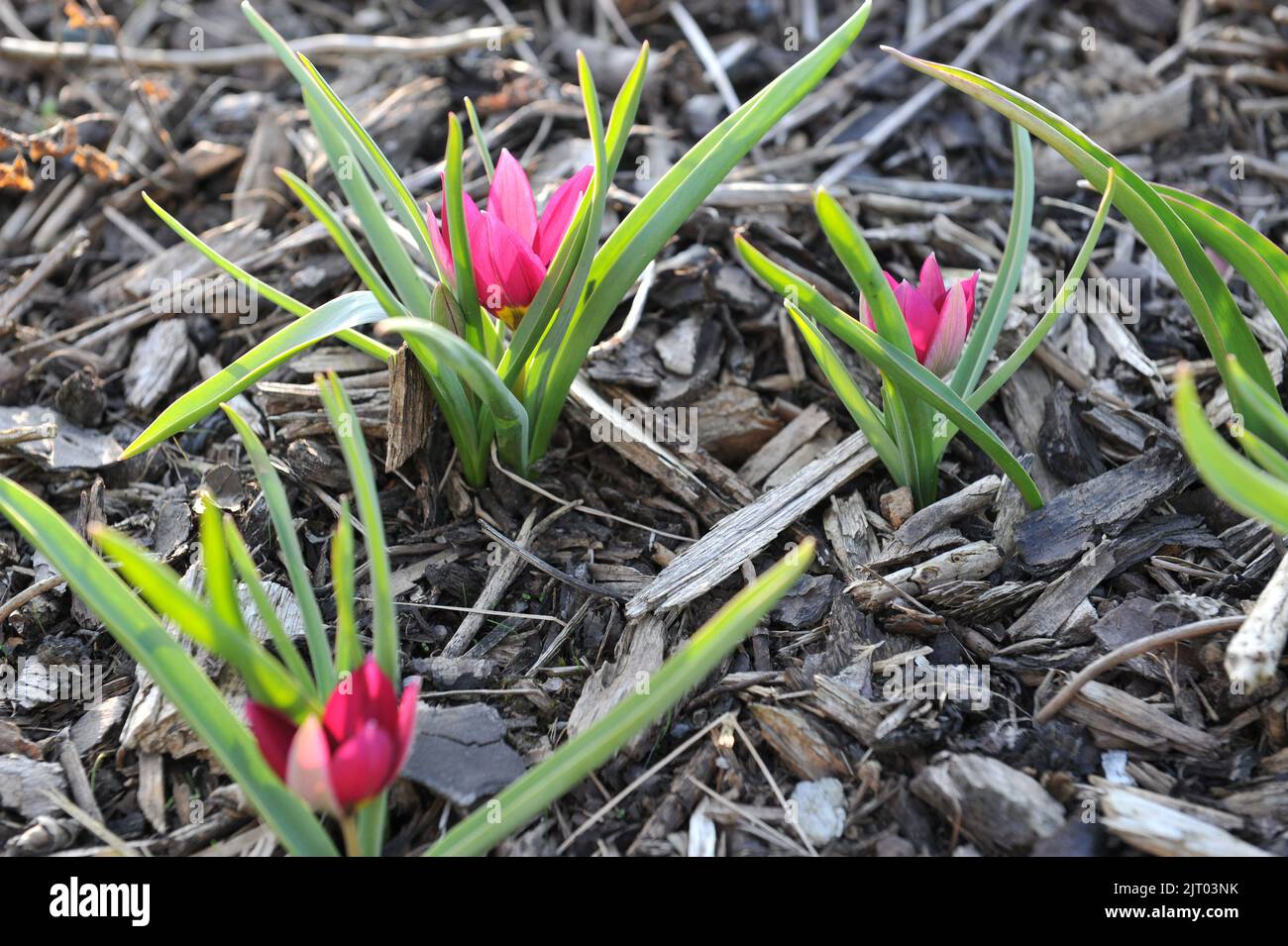 Porpora vari tulipani (Tulipa humilis) Persiano Persia fiorisce in un giardino nel mese di marzo Foto Stock