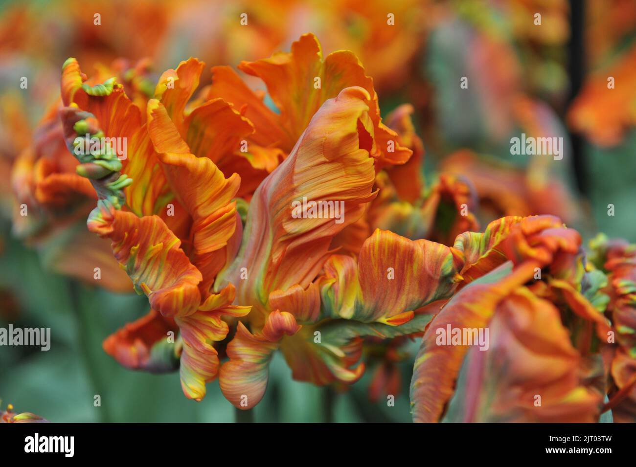 Tulipani di pappagallo arancione (Tulipa) Prinses Irene Parkiet fioriscono in un giardino nel mese di aprile Foto Stock