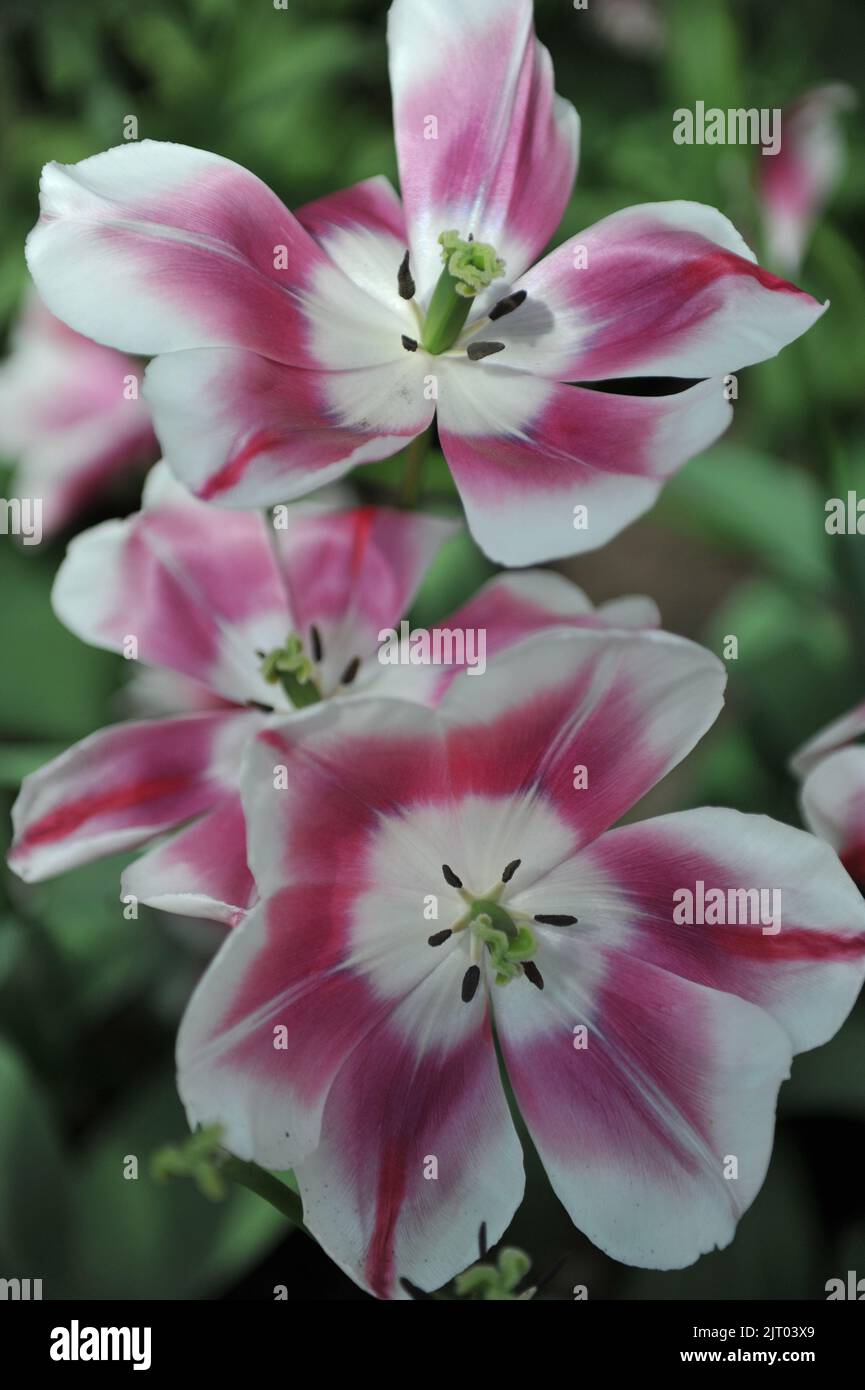 Tulipani Triumph rosa e bianco (Tulipa) occhi privati fioriscono in un giardino nel mese di aprile Foto Stock