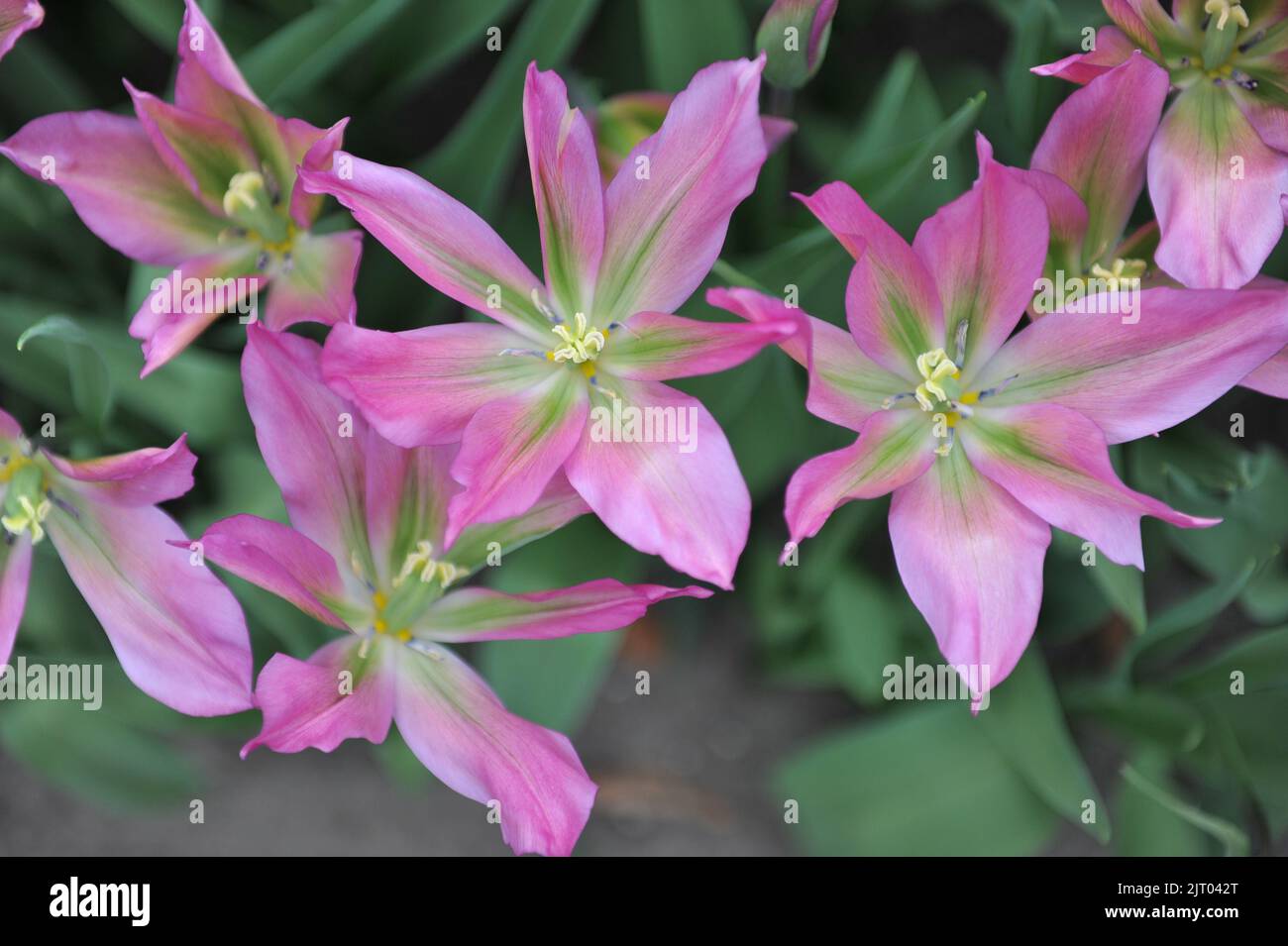 Tulipani Viridiflora rosa e verde (Tulipa) Danza viola fiorire in un giardino nel mese di aprile Foto Stock