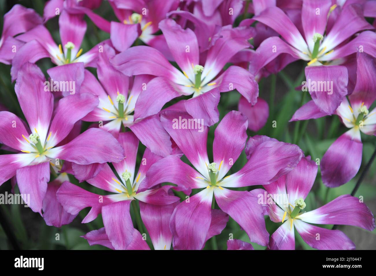 Tulipani a fiore di giglio rosa e bianco (Tulipa) Viola Dream fiorisce in un giardino nel mese di aprile Foto Stock