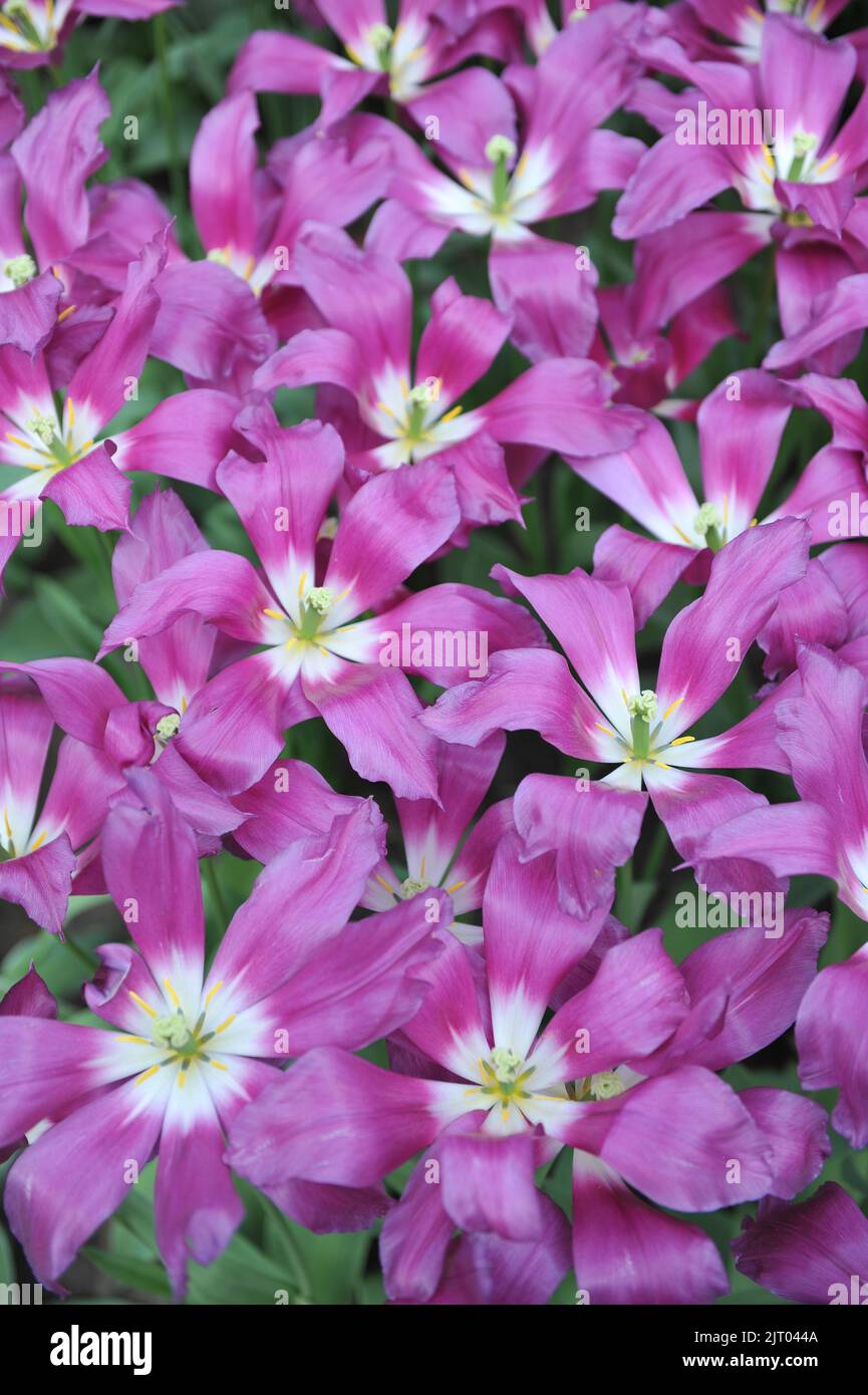 Tulipani a fiore di giglio rosa e bianco (Tulipa) Viola Dream fiorisce in un giardino nel mese di aprile Foto Stock