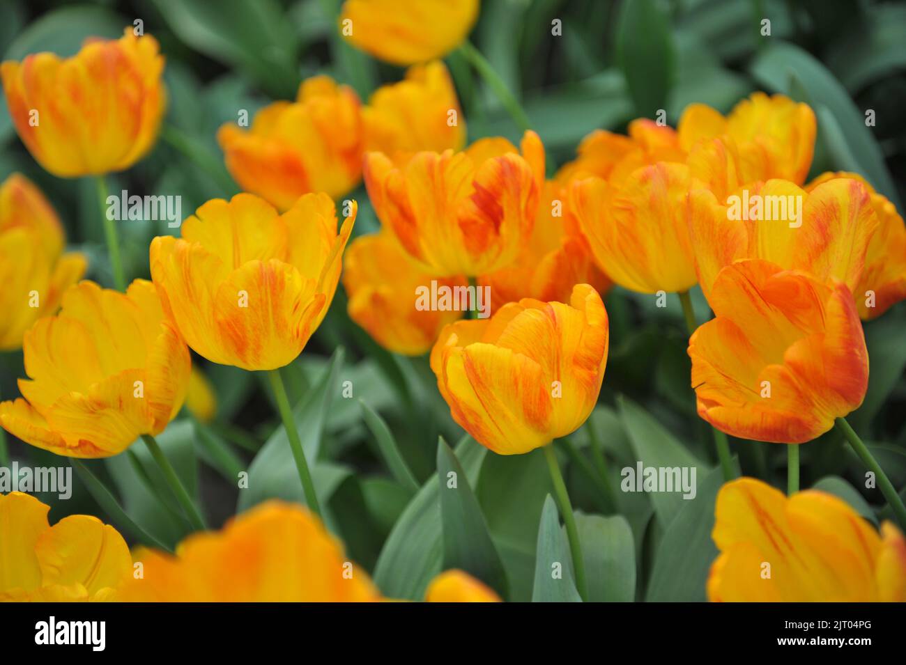 Giallo con tulipani Triumph rosso blush (Tulipa) Quito fiorisce in un giardino nel mese di aprile Foto Stock